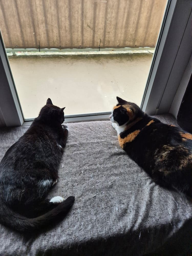 Looking out the window