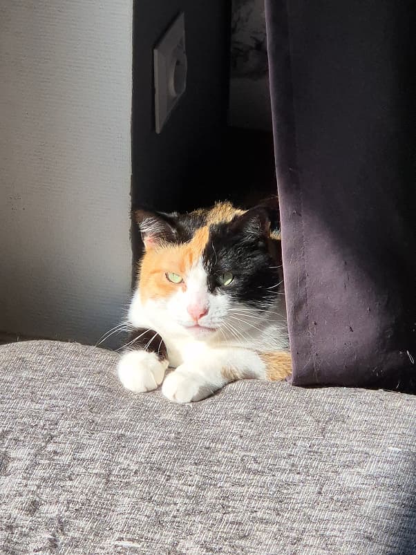 Peeking from behind the curtain